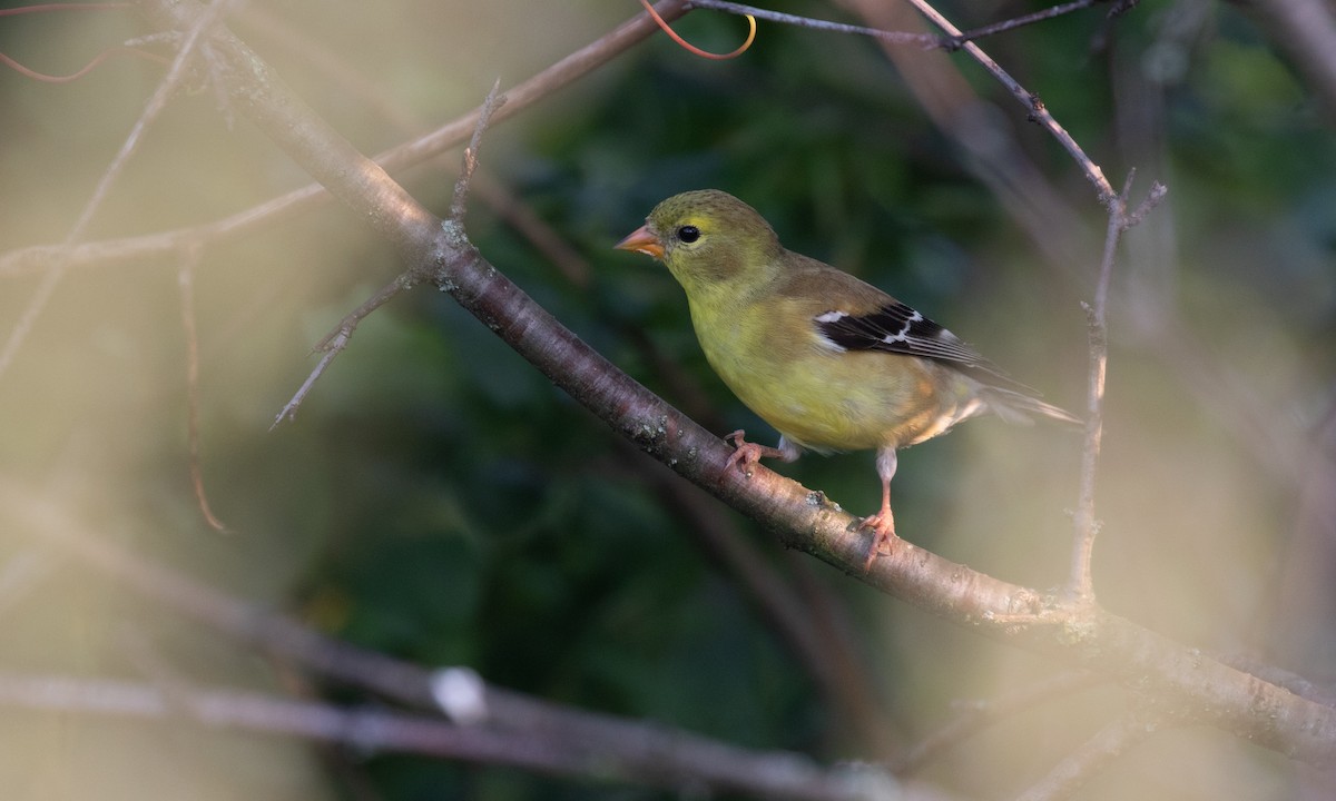 Chardonneret jaune - ML106486701