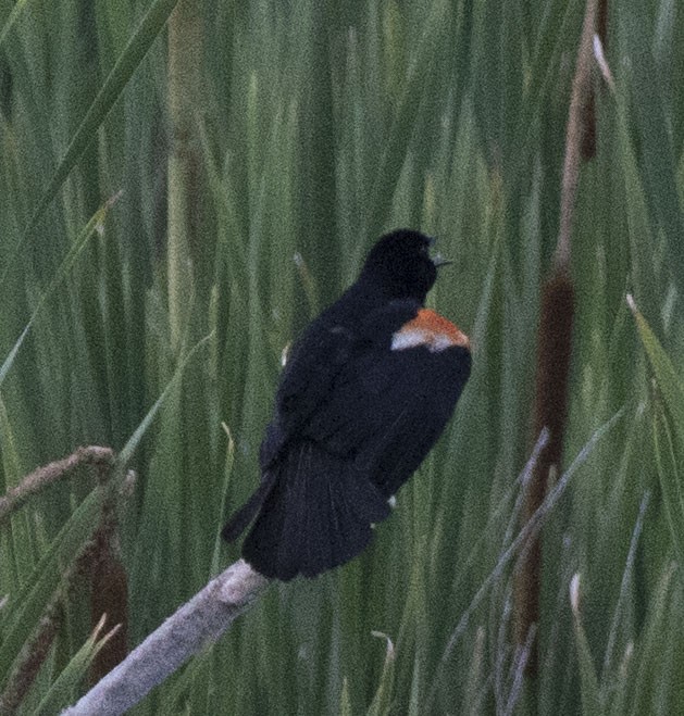 Red-winged Blackbird - ML106488801