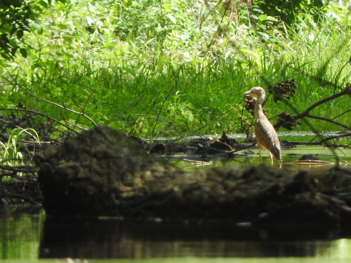Yellow-crowned Night Heron - ML106489101