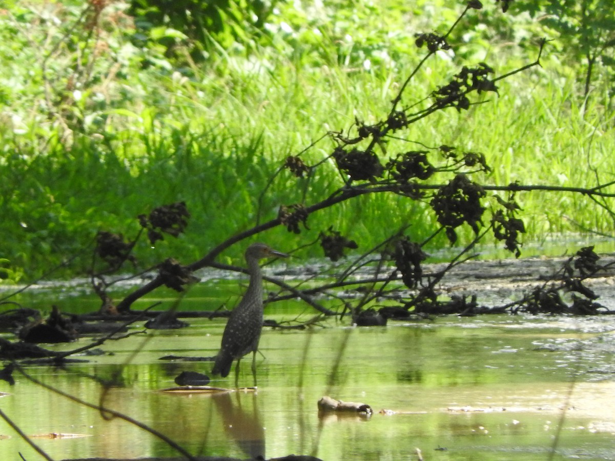 Yellow-crowned Night Heron - ML106489211
