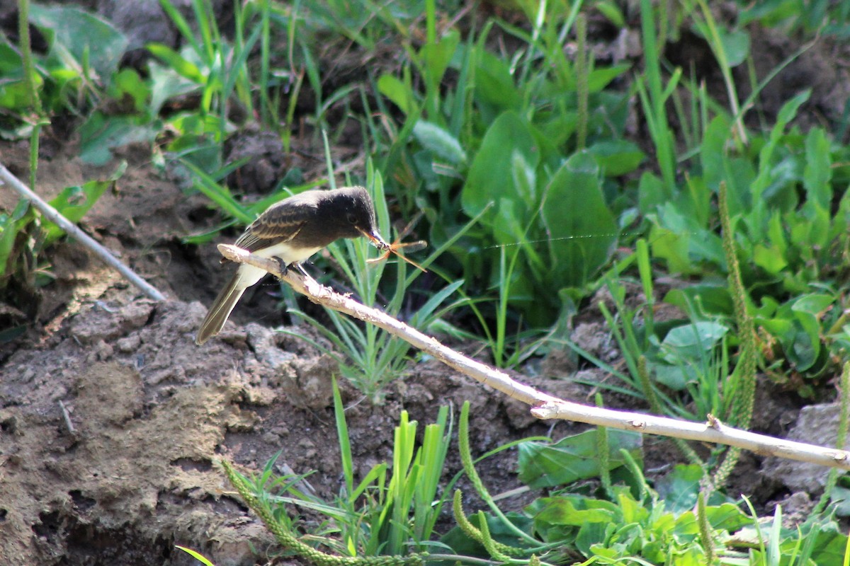 Black Phoebe - David Lerwill