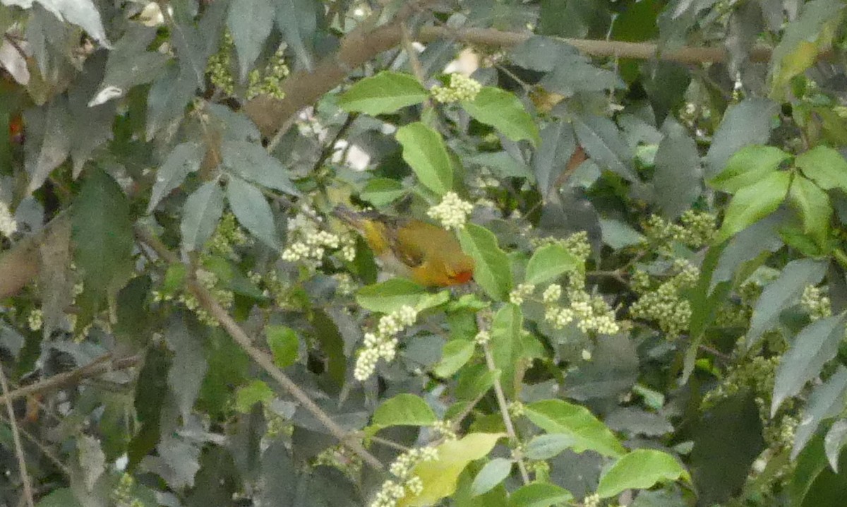 Fire-capped Tit - ML106489911