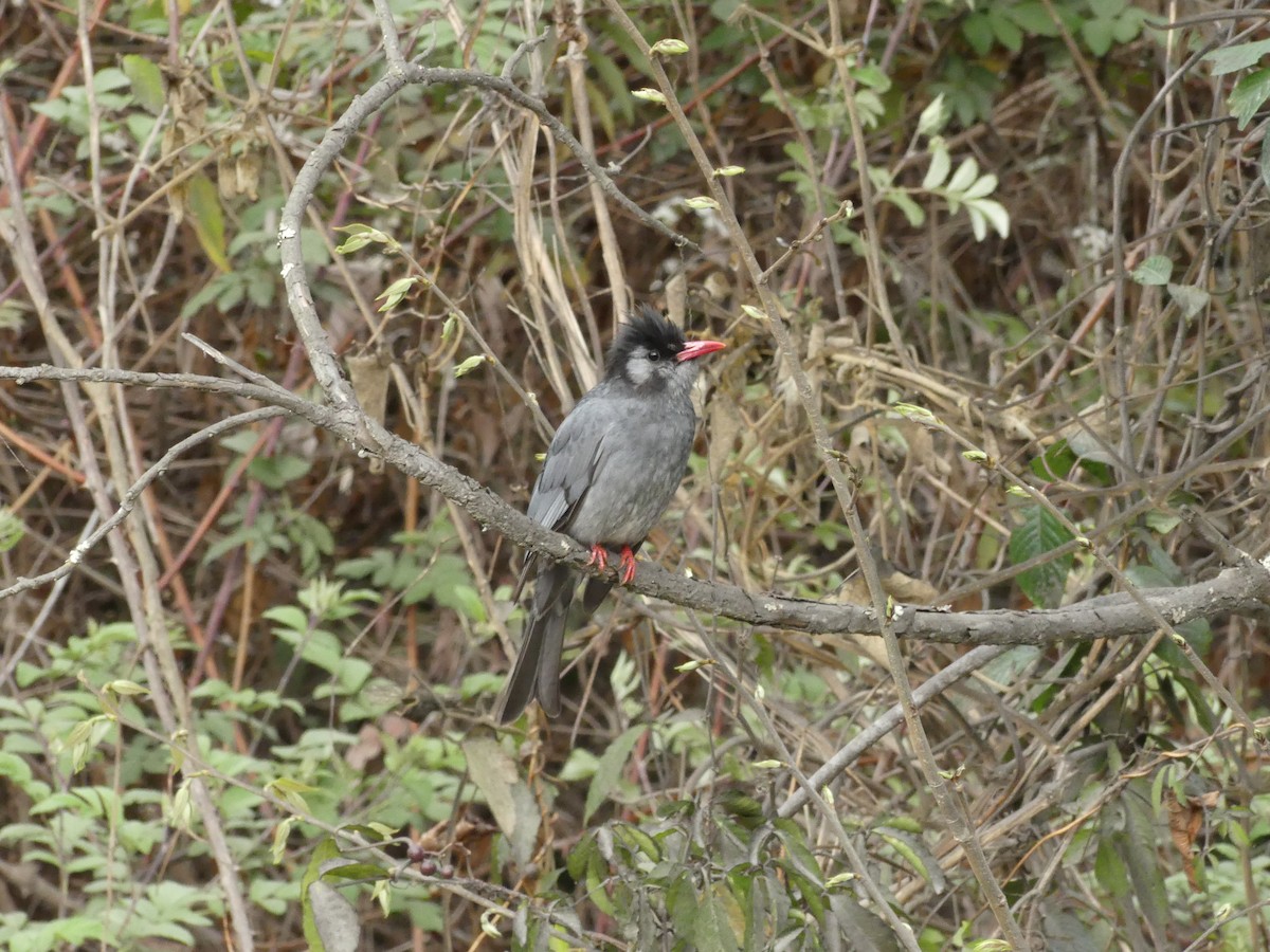 Bulbul Negro - ML106490181