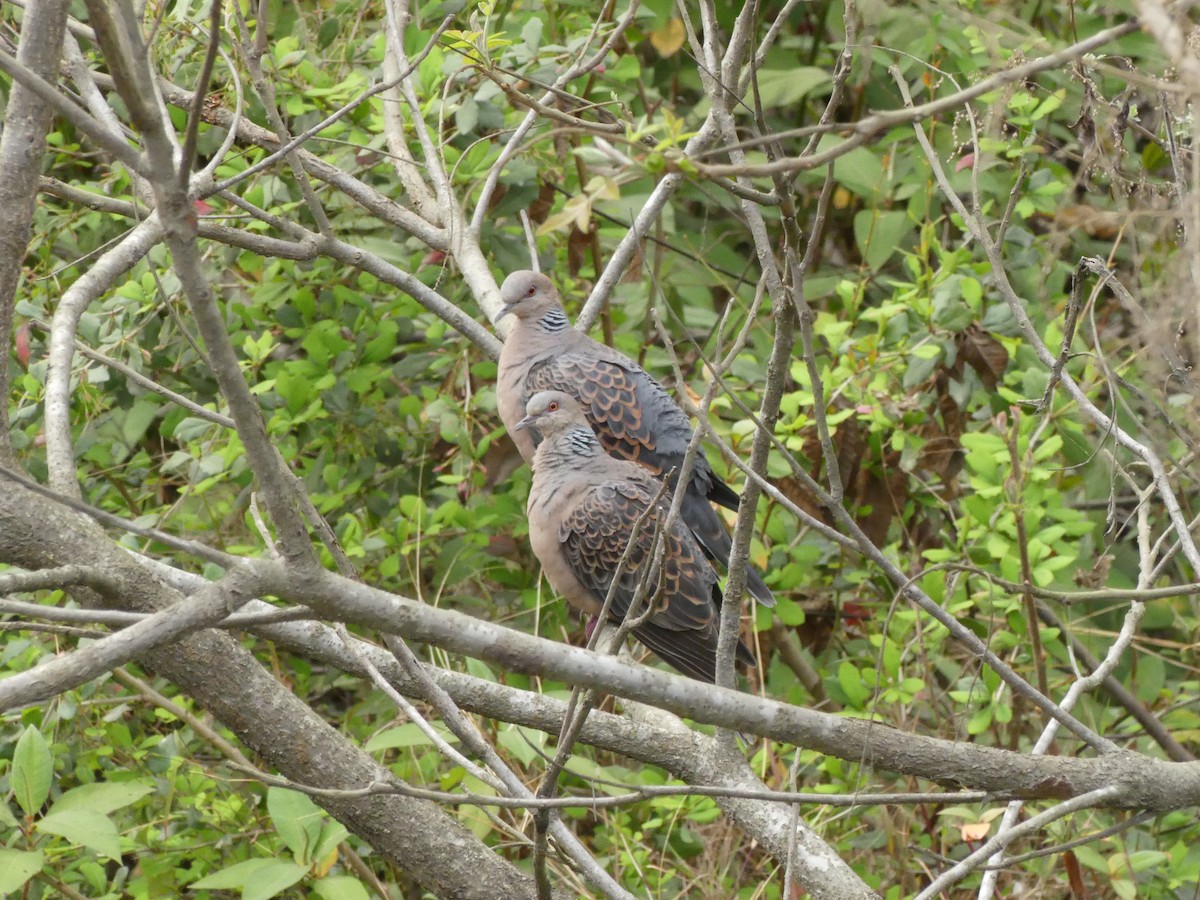 Oriental Turtle-Dove - ML106490411