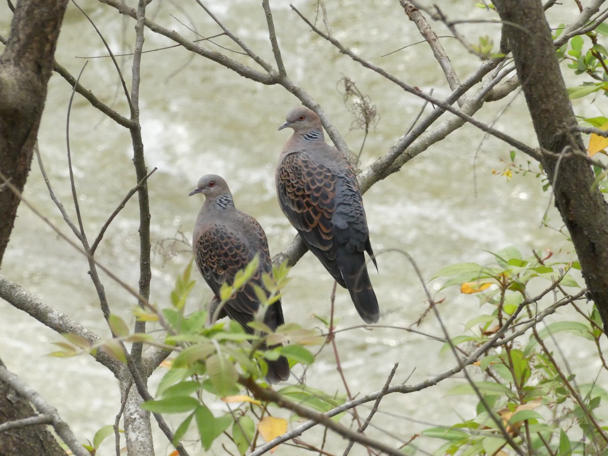 Oriental Turtle-Dove - ML106490421