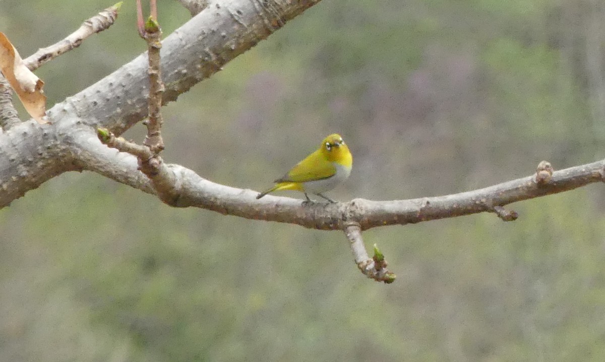 Indian White-eye - ML106490511