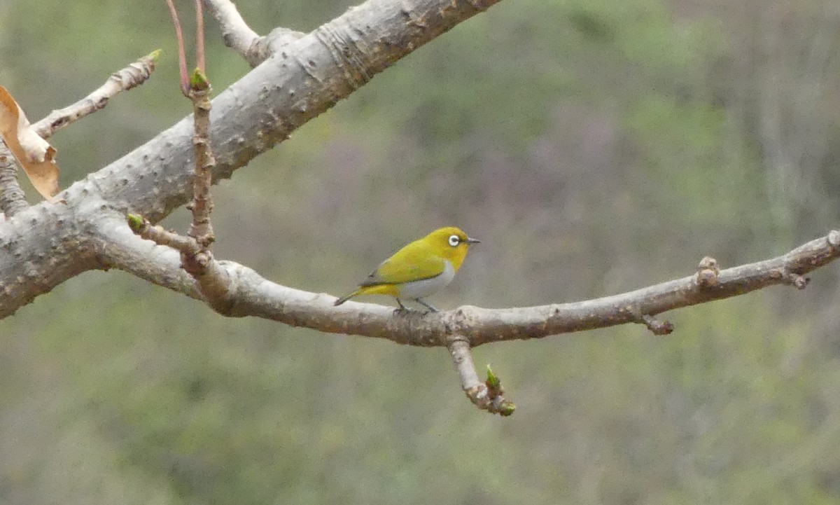 Indian White-eye - ML106490541