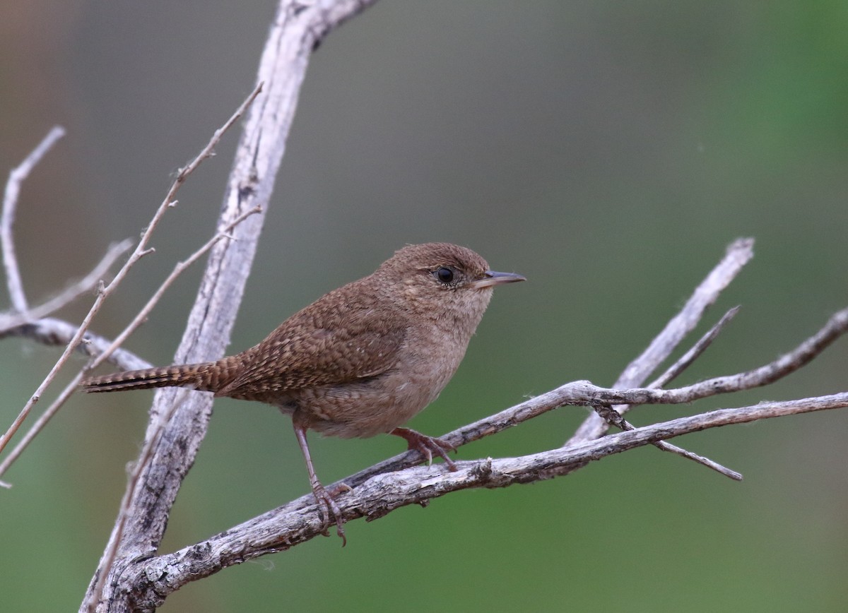 House Wren - Greg Gillson