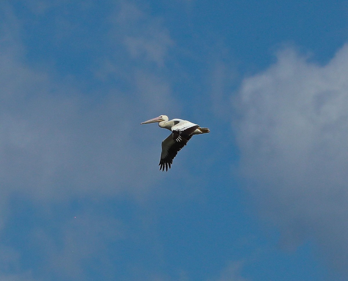 American White Pelican - ML106490811