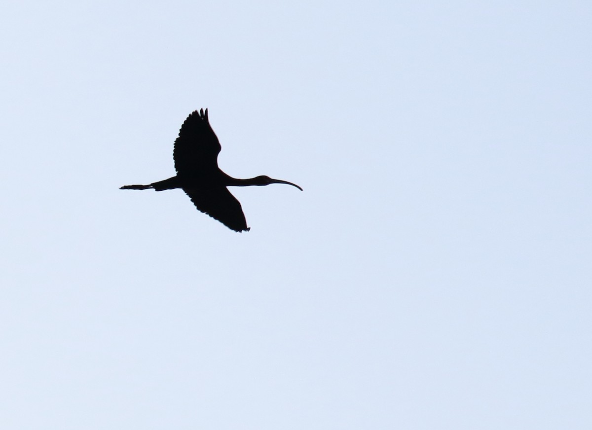 White-faced Ibis - Greg Gillson