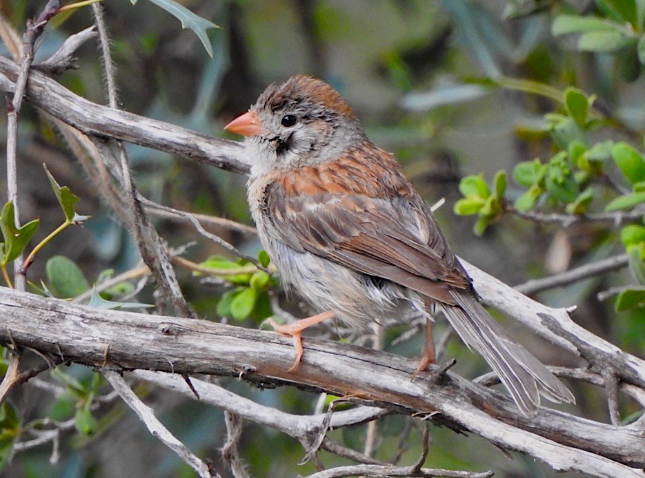 Field Sparrow - ML106490921