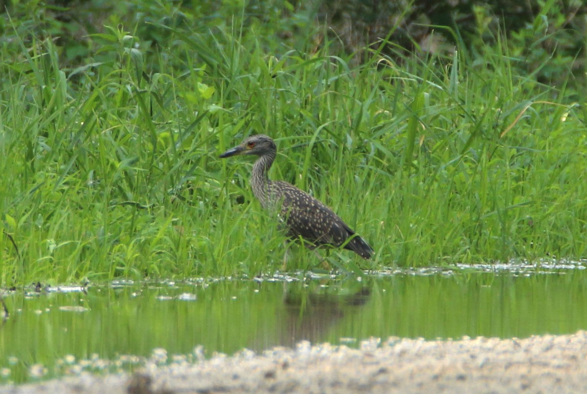 Yellow-crowned Night Heron - ML106491851