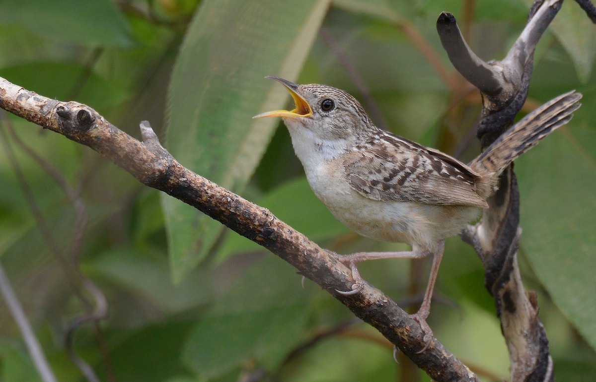 Grass Wren - Jorge Dangel