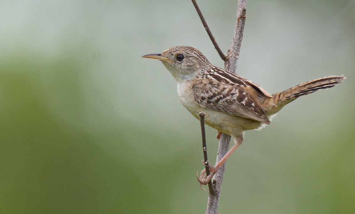 Grass Wren - ML106492231