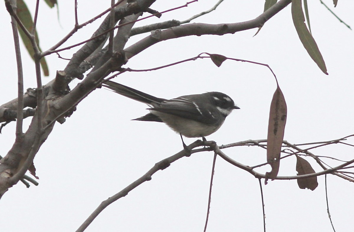 Gray Fantail - Richard and Margaret Alcorn