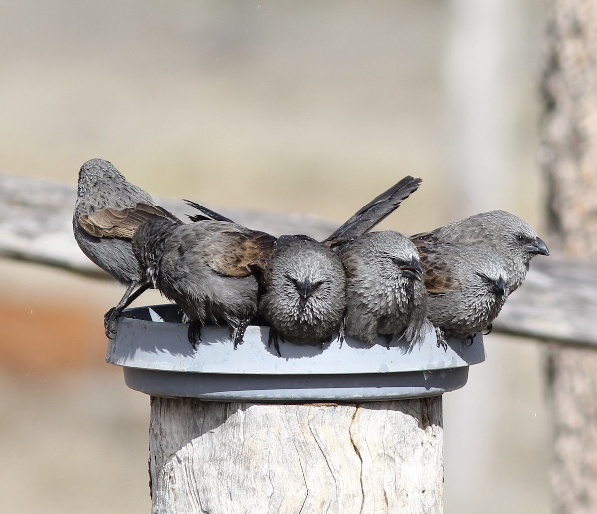 Apostlebird - Richard and Margaret Alcorn