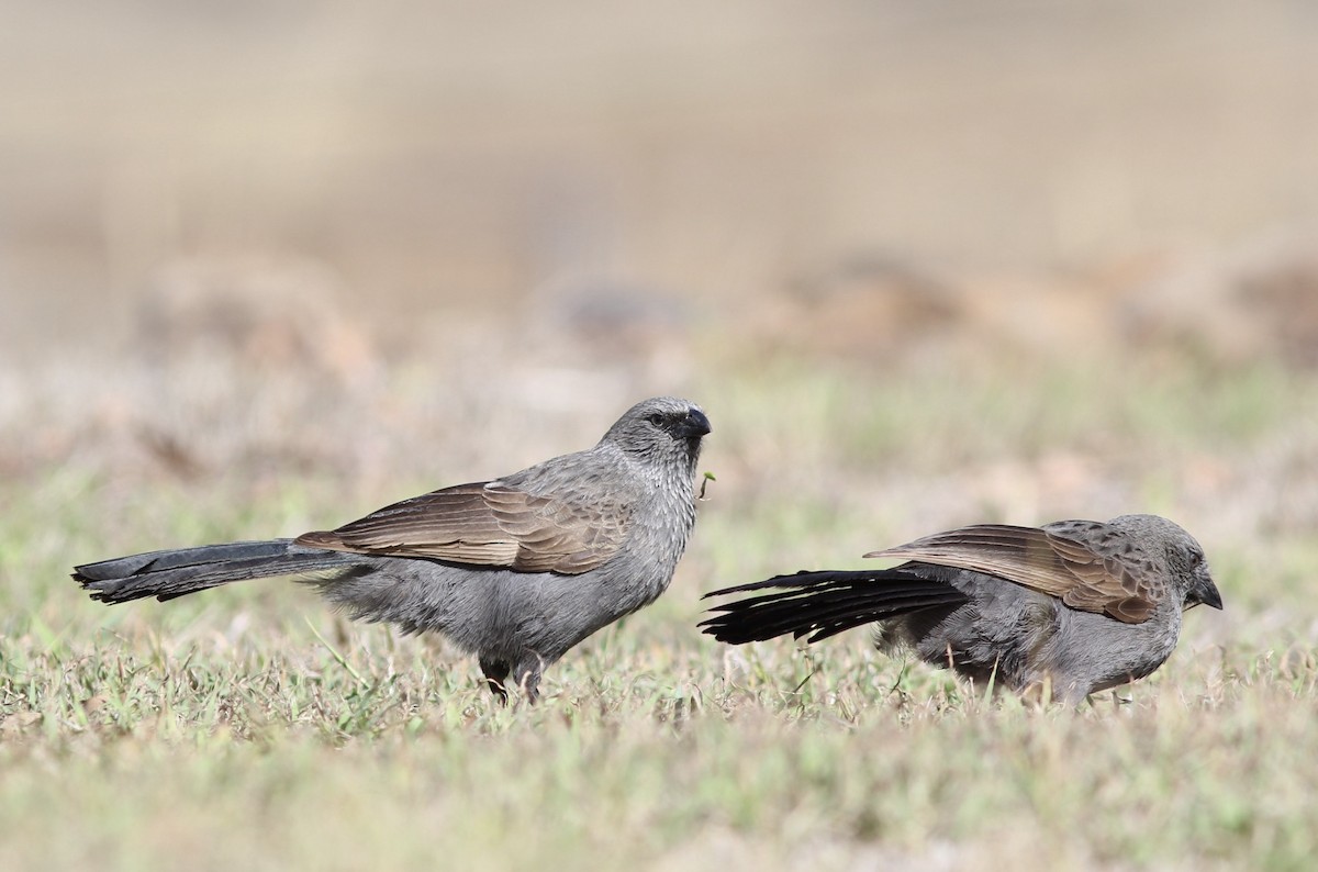 Apostlebird - Richard and Margaret Alcorn