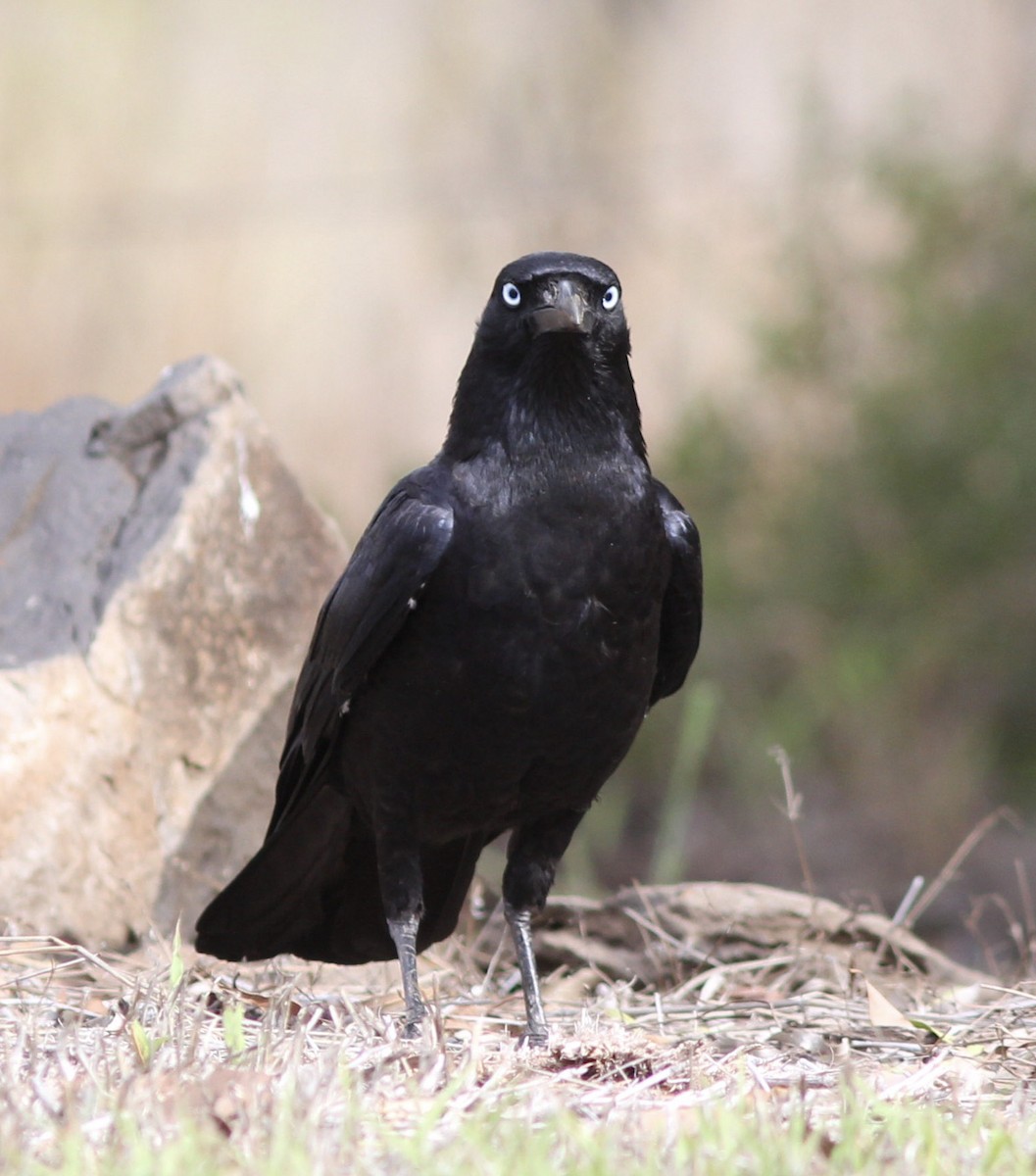 Torresian Crow - Richard and Margaret Alcorn