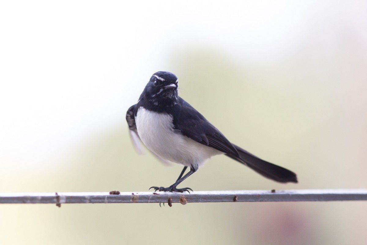 Willie-wagtail - ML106494241