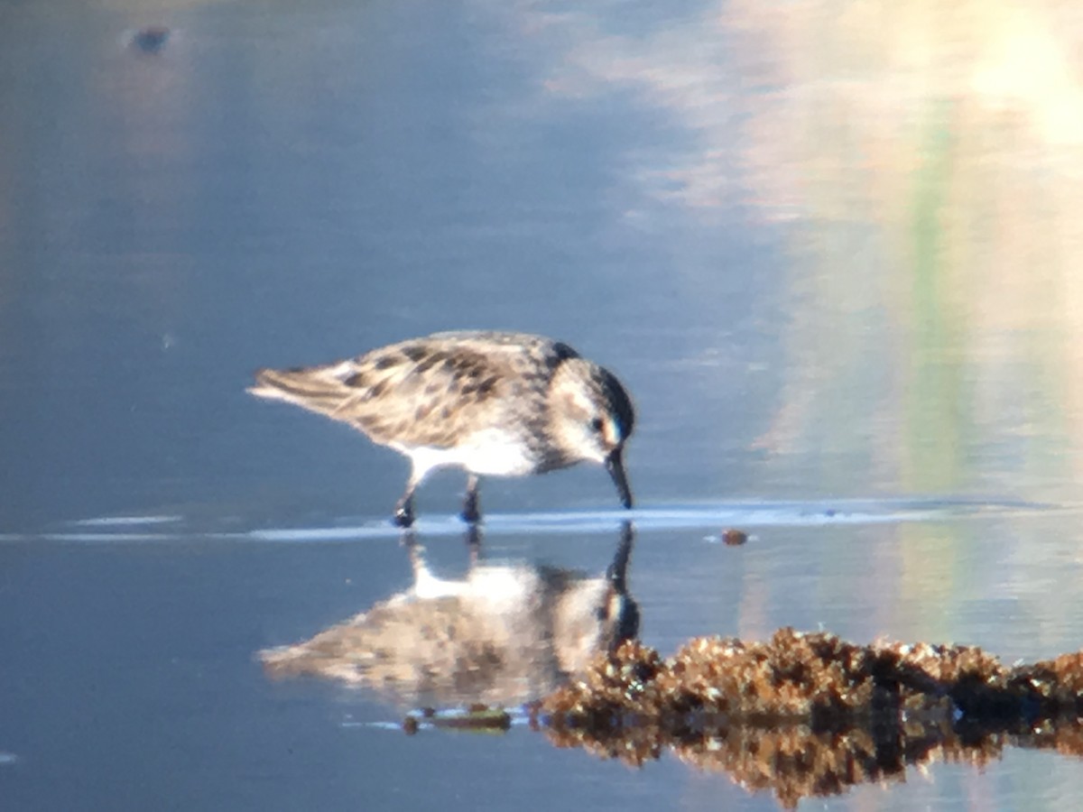 Semipalmated Sandpiper - ML106497611