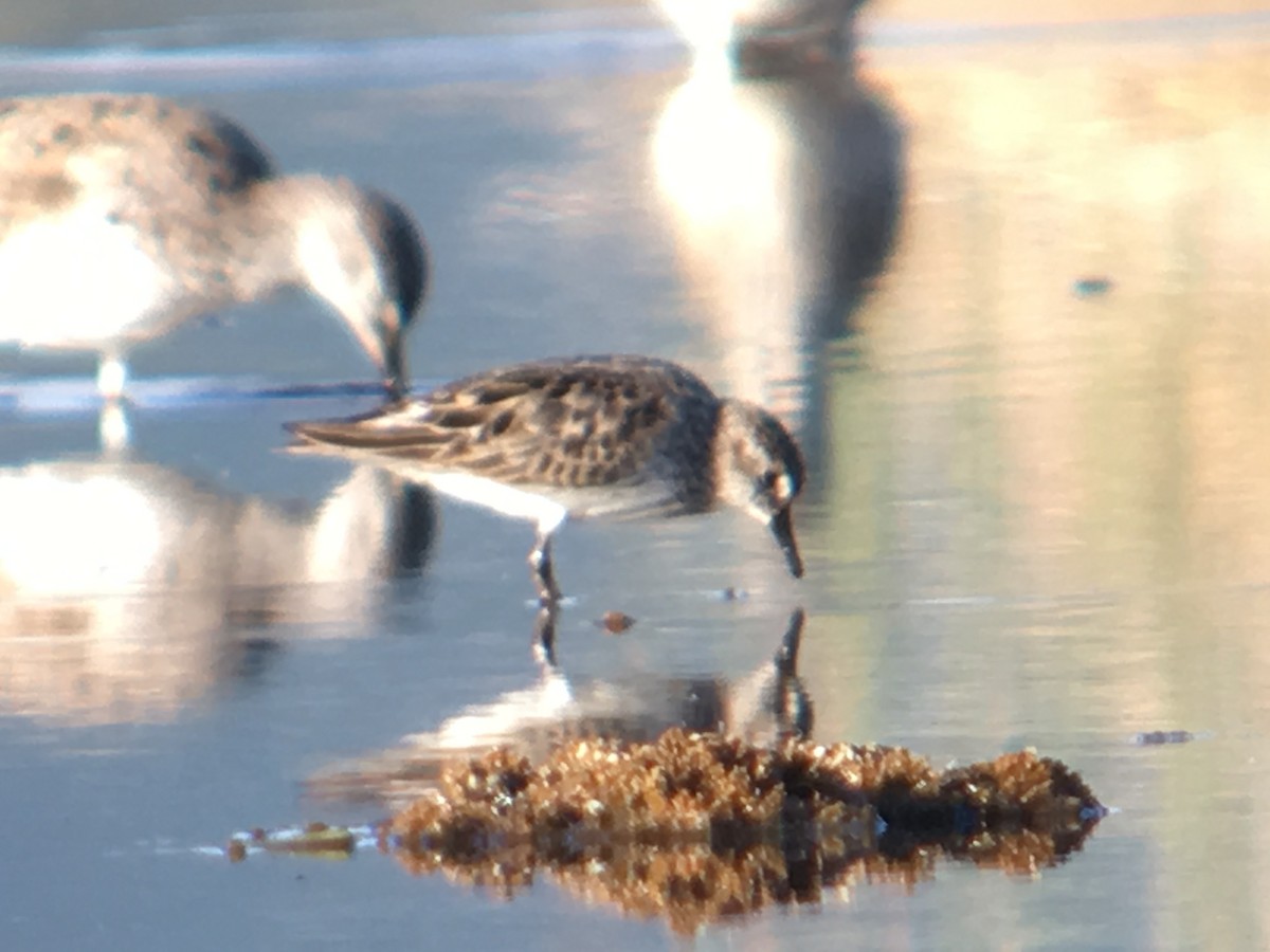 Semipalmated Sandpiper - Cameron Eckert