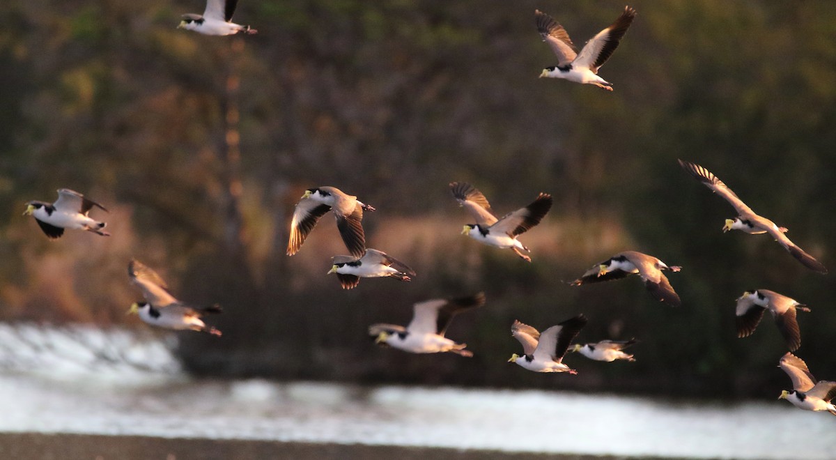 Masked Lapwing - Thalia and Darren Broughton