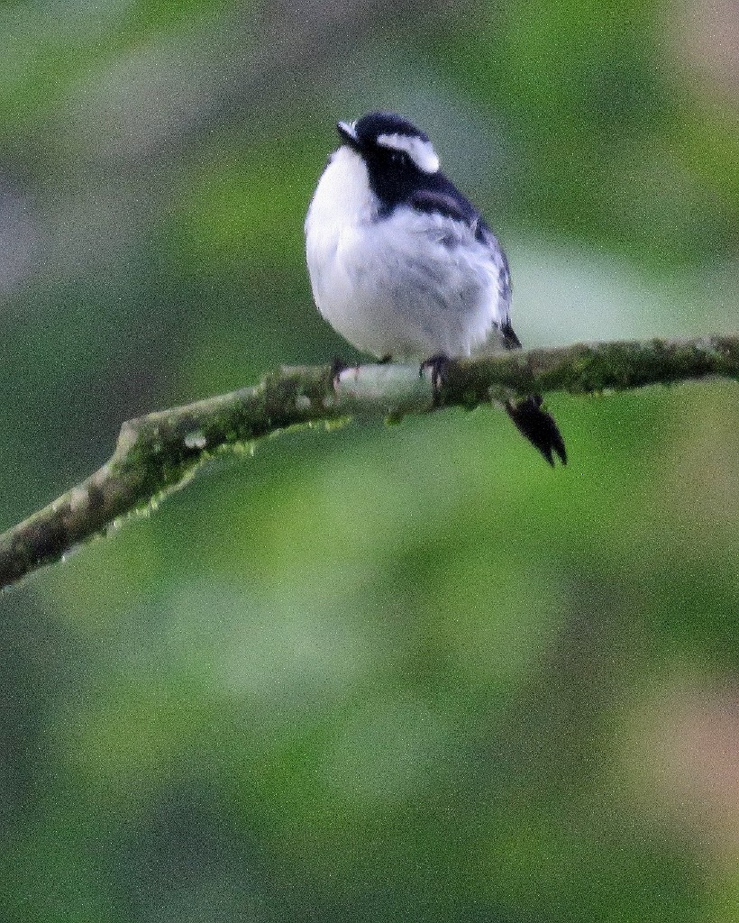 Little Pied Flycatcher - ML106498121