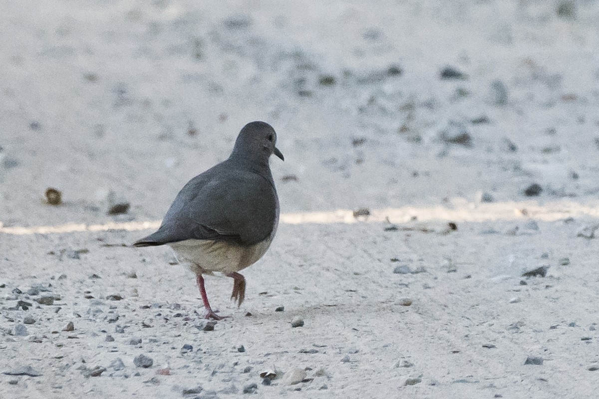 White-tipped Dove - ML106498621