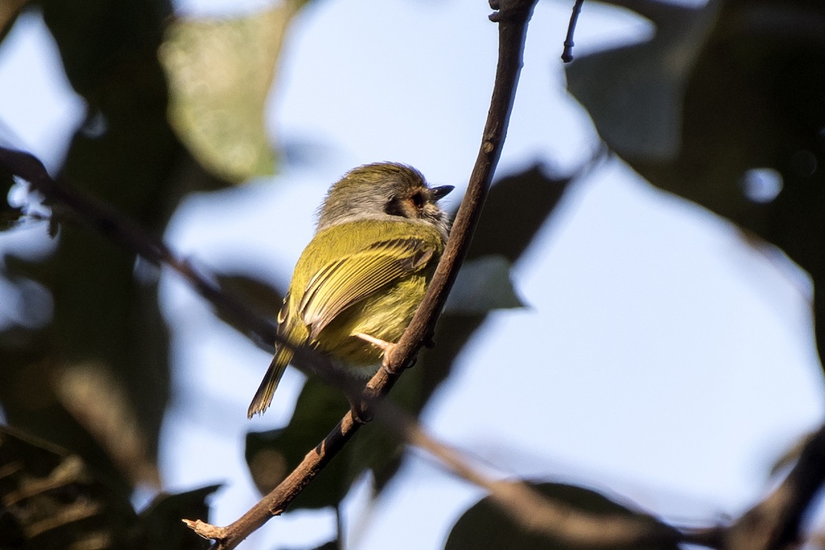 Eared Pygmy-Tyrant - Luiz Carlos Ramassotti