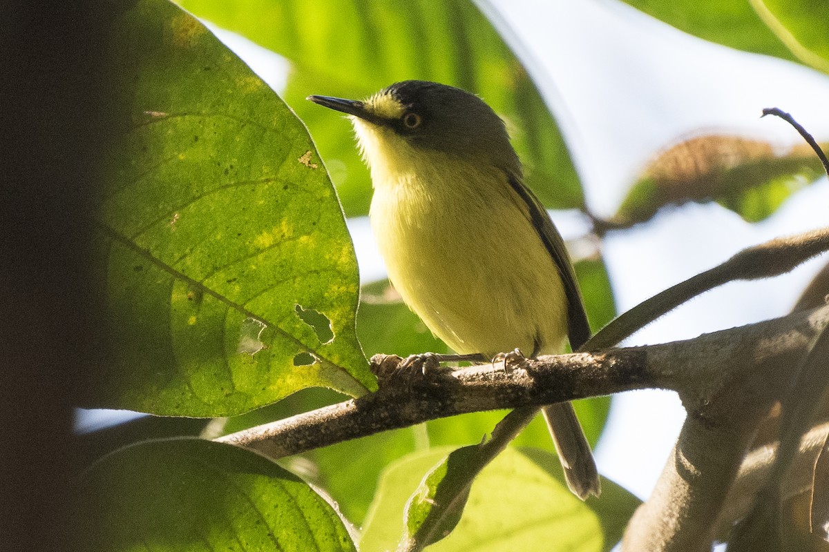 Gray-headed Tody-Flycatcher - Luiz Carlos Ramassotti