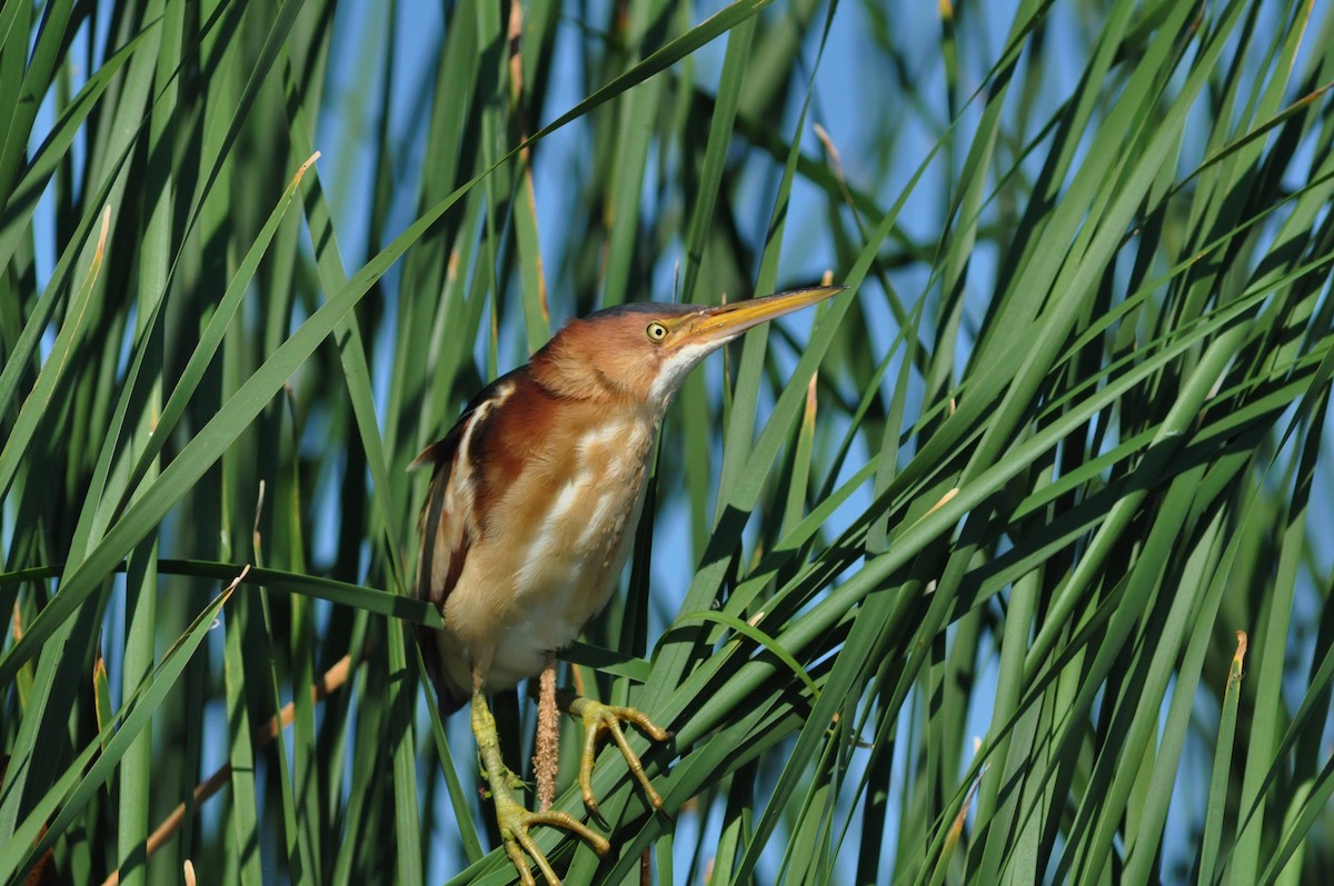 Least Bittern - ML106499331