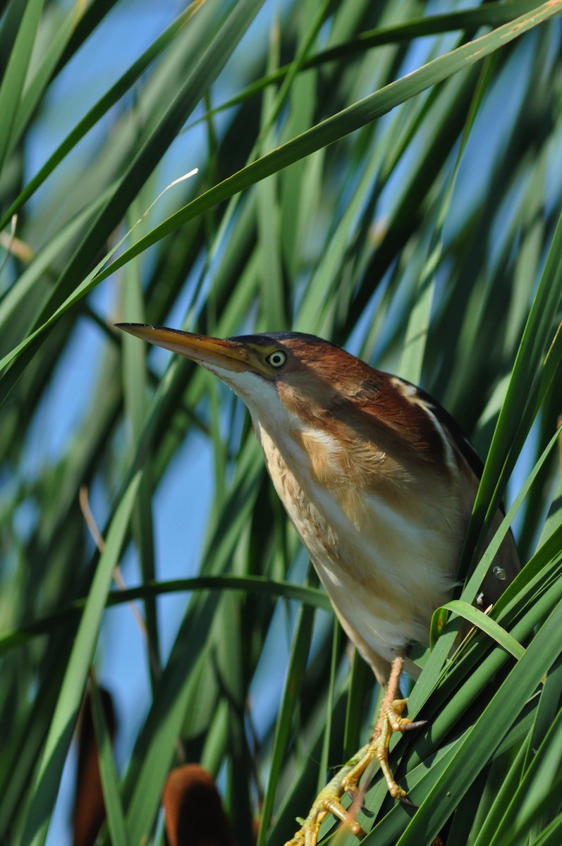 Least Bittern - ML106499341