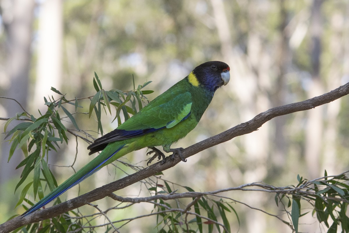 Australian Ringneck (Twenty-eight) - Owen Lishmund