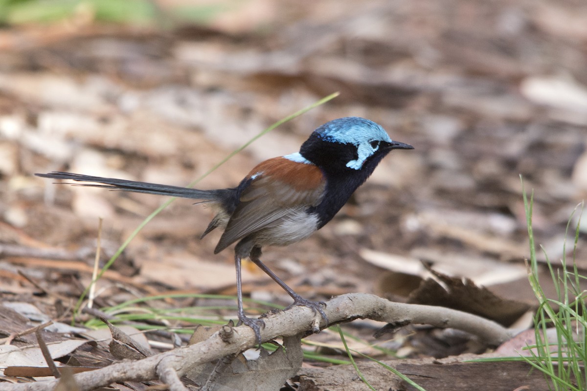 Red-winged Fairywren - ML106500011