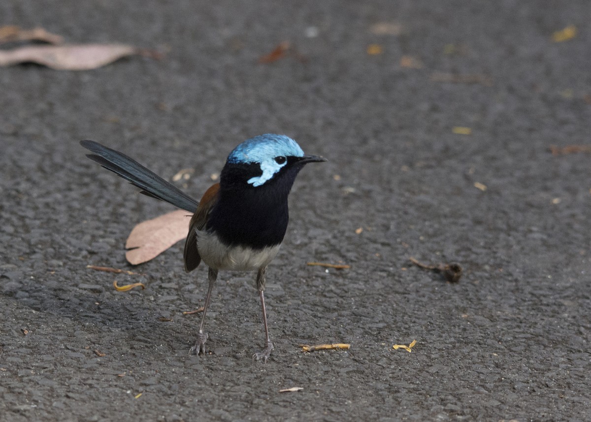 Red-winged Fairywren - ML106500021