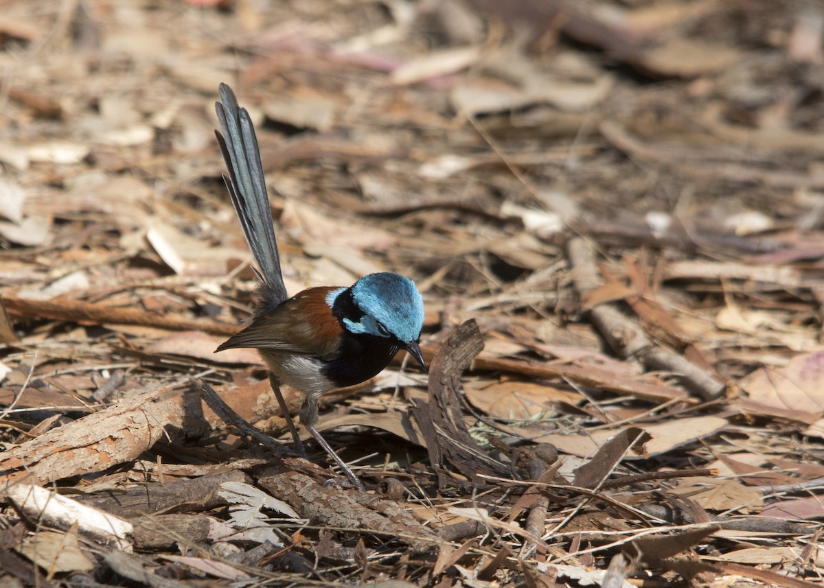 Red-winged Fairywren - ML106500061