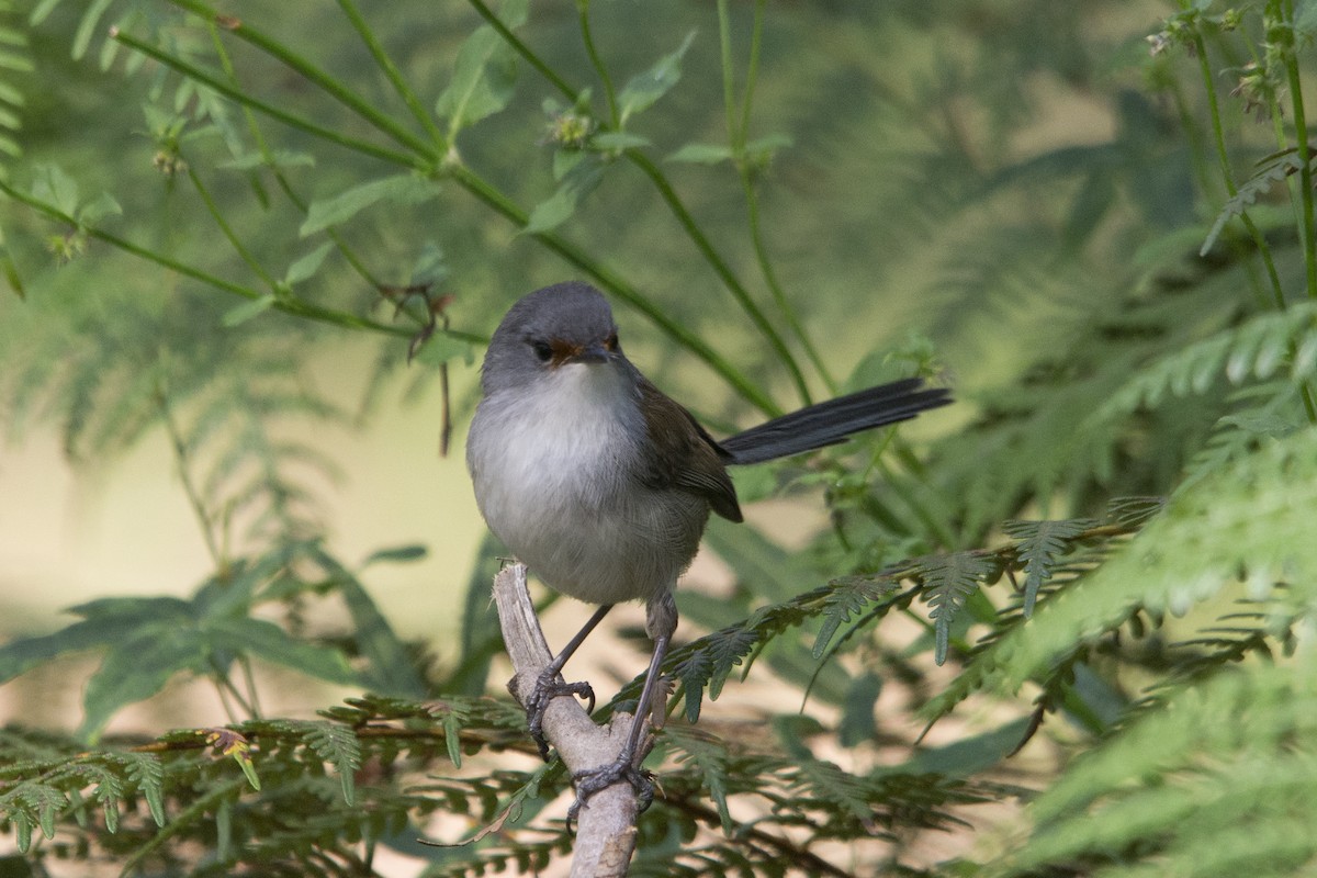 Red-winged Fairywren - ML106500091