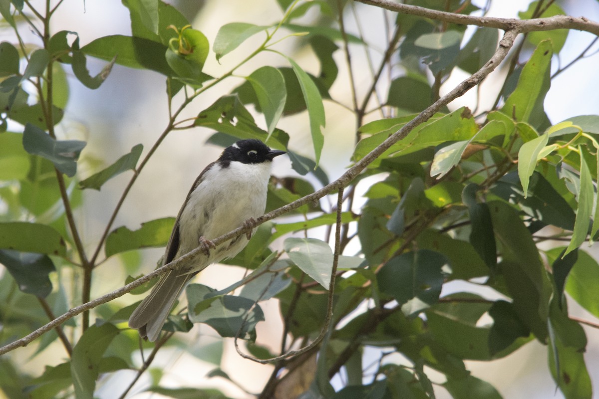 Gilbert's Honeyeater - ML106500101