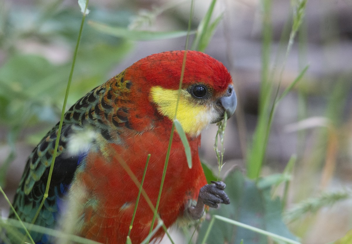 Western Rosella - ML106500181