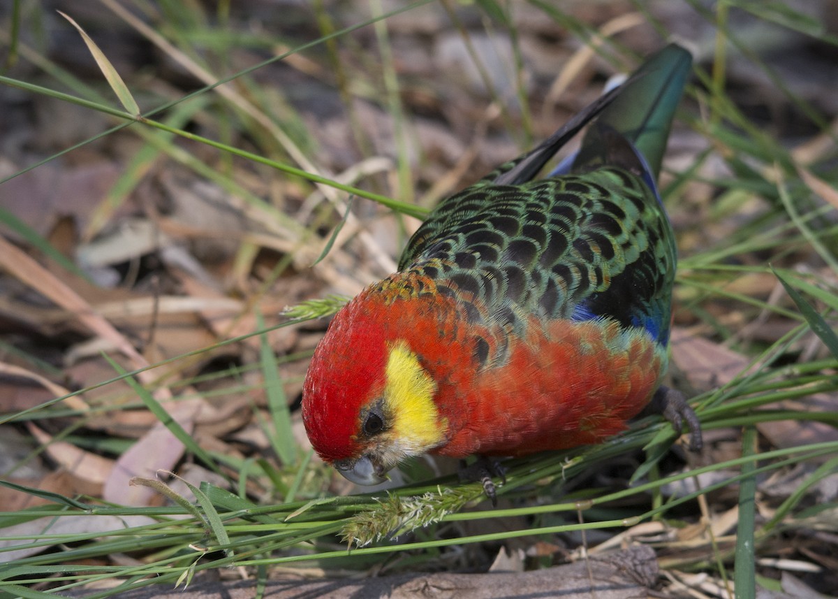 Western Rosella - ML106500201