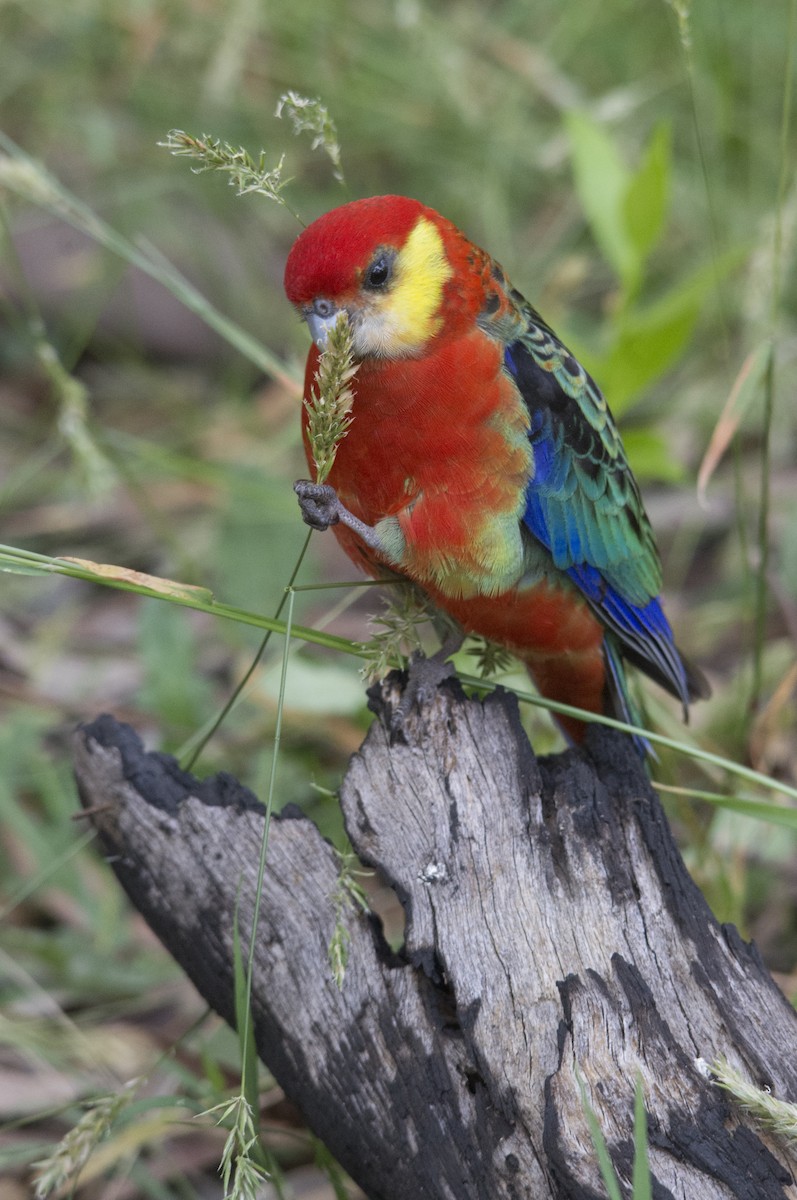 gulkinnrosella - ML106500231