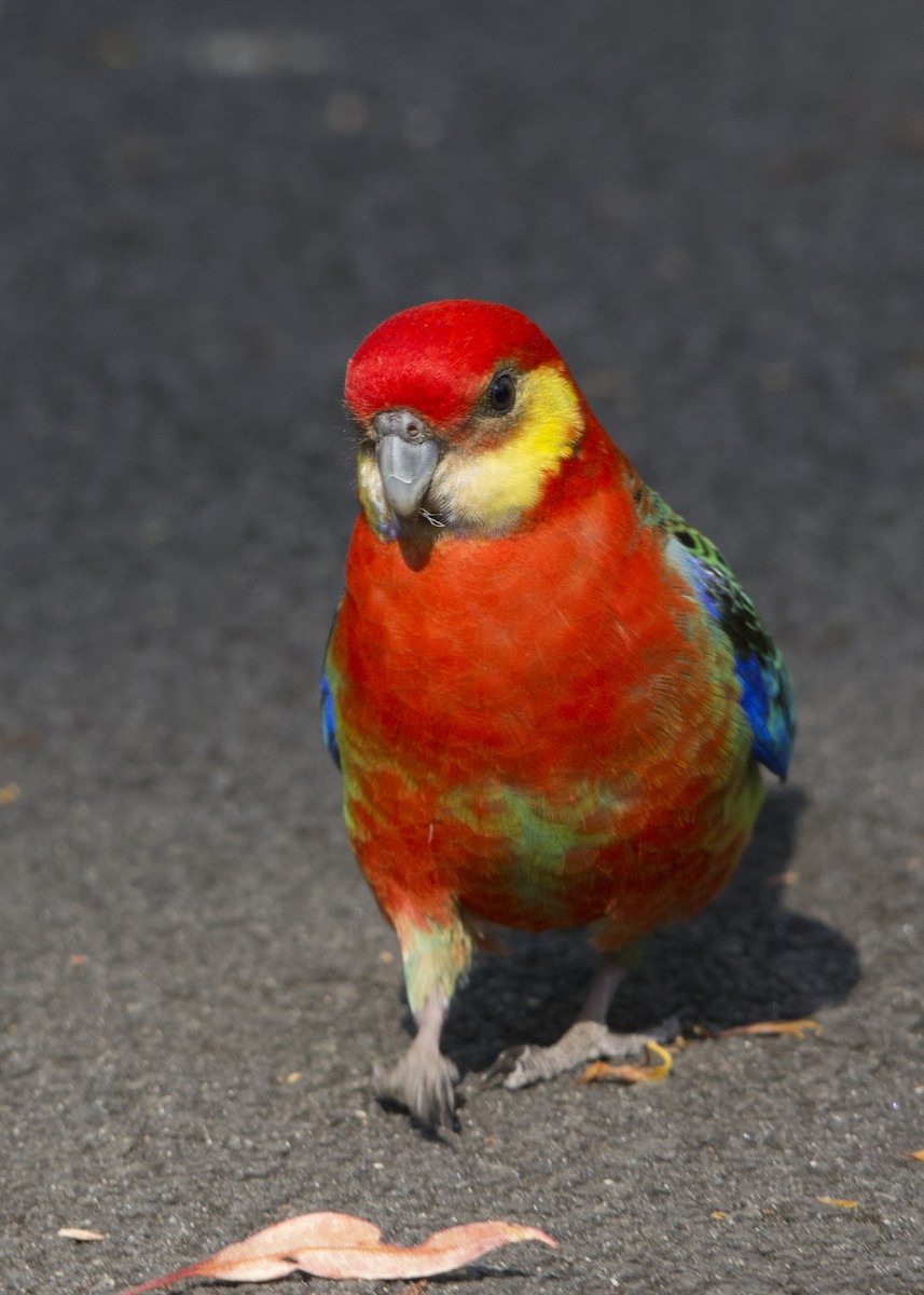 Western Rosella - ML106500261