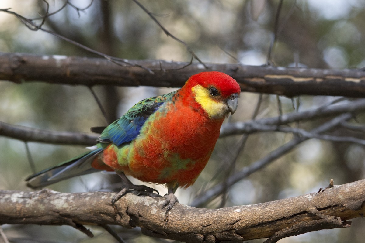 gulkinnrosella - ML106500271