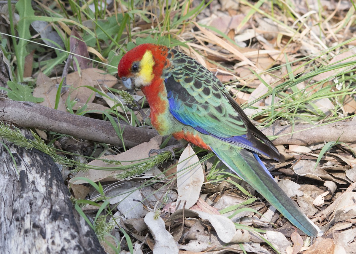 Western Rosella - ML106500291