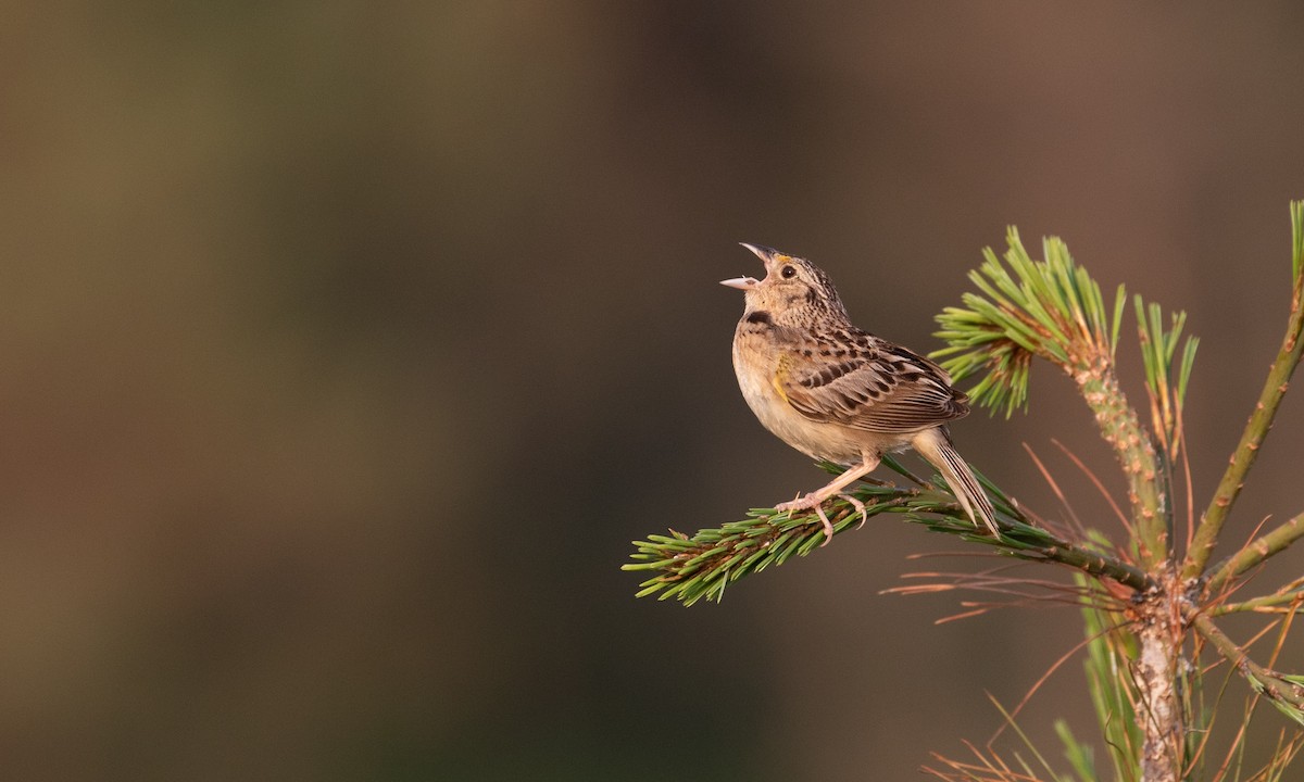 Grasshopper Sparrow - ML106502371