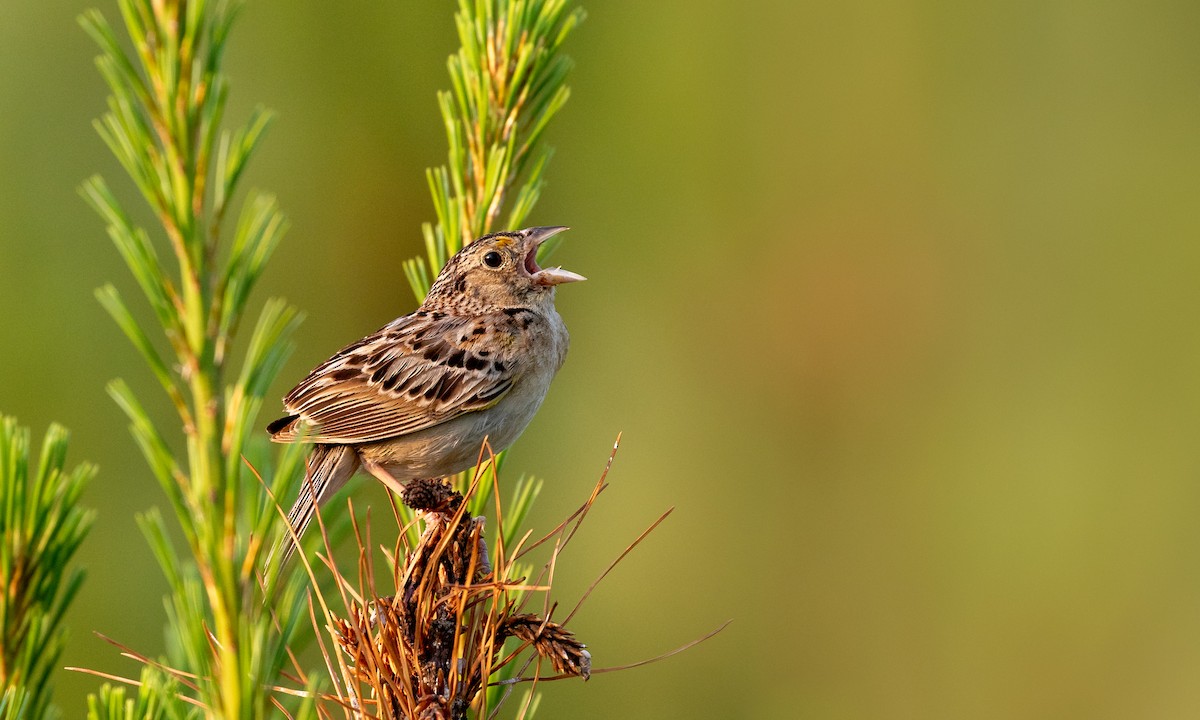 Grasshopper Sparrow - ML106502391