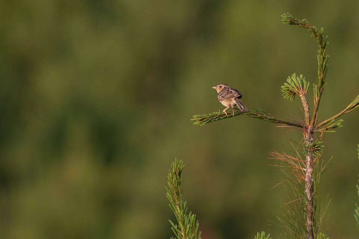 Grasshopper Sparrow - ML106502401