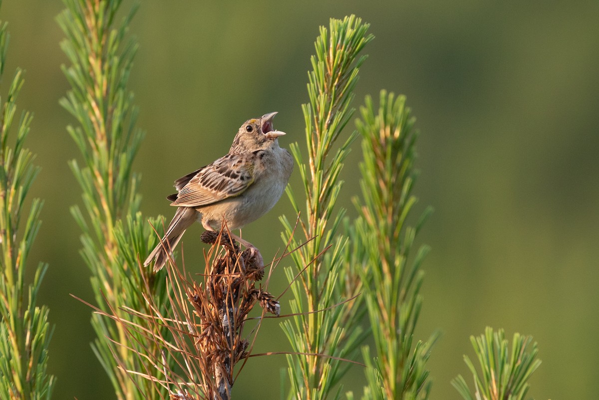 Grasshopper Sparrow - ML106502421
