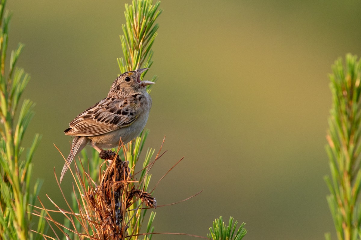 Grasshopper Sparrow - ML106502431