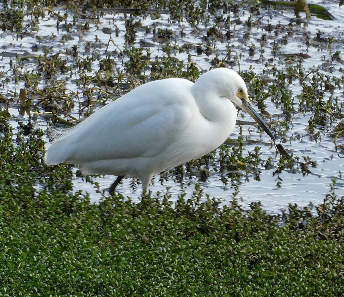 Little Egret (Australasian) - ML106503811